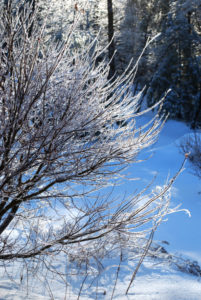 icy-branches-mary-anne-erickson
