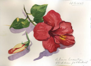 hibiscus-watercolor-mary-anne-erickson