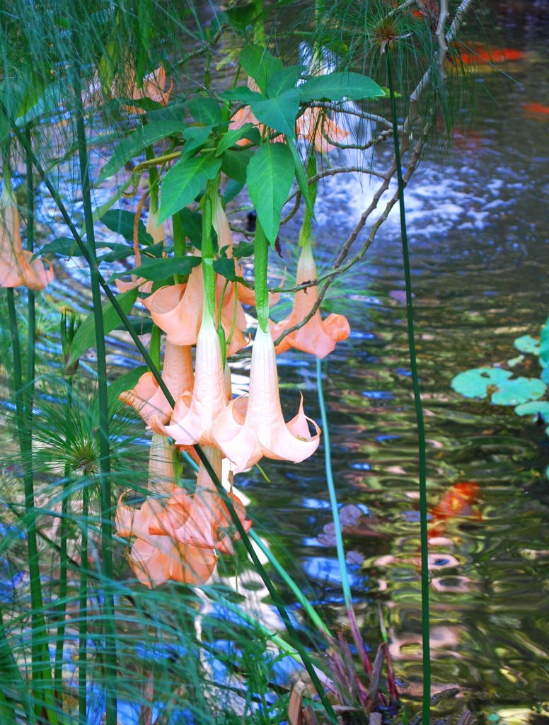 pond-beautiful-mary-anne-erickson
