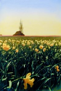 tulip-festival-washington-mary-anne-erickson