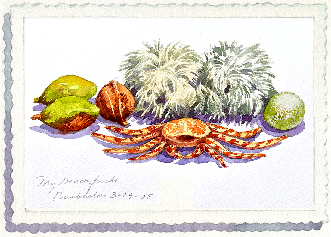 Watercolor still life of beach finds: crab, seed pods and other unidentified objects