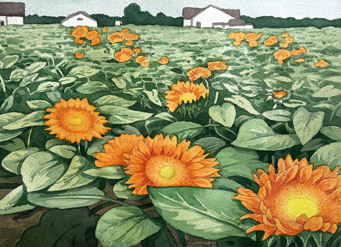 Watercolor image of huge field of sunflowers